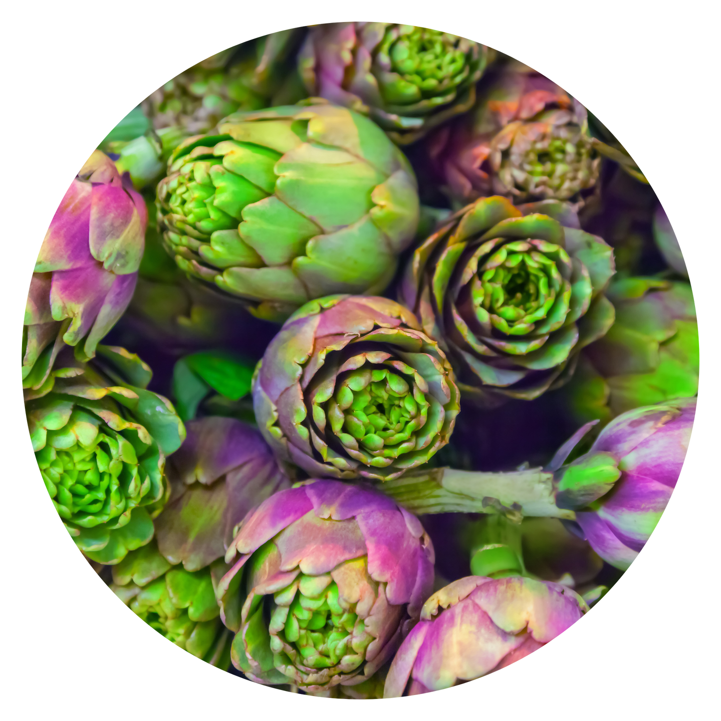 Artichoke