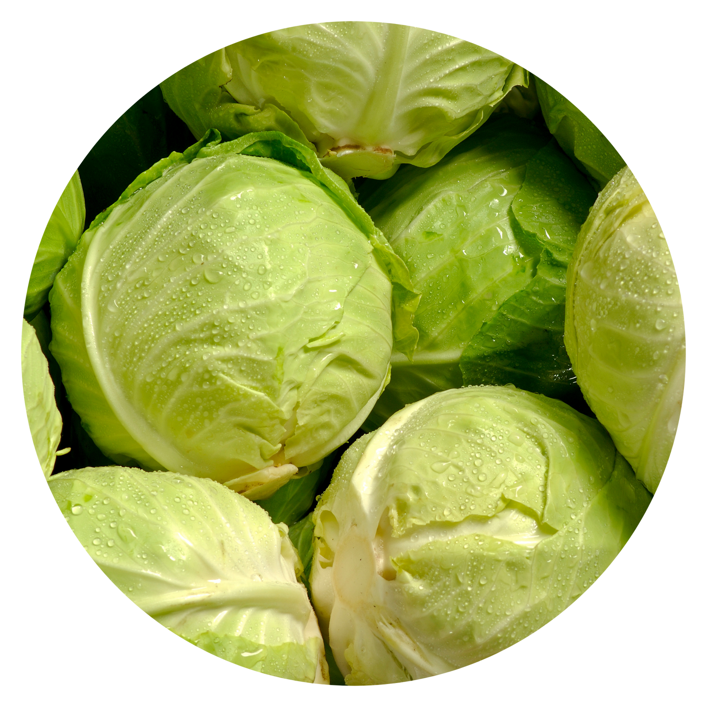 Cabbage