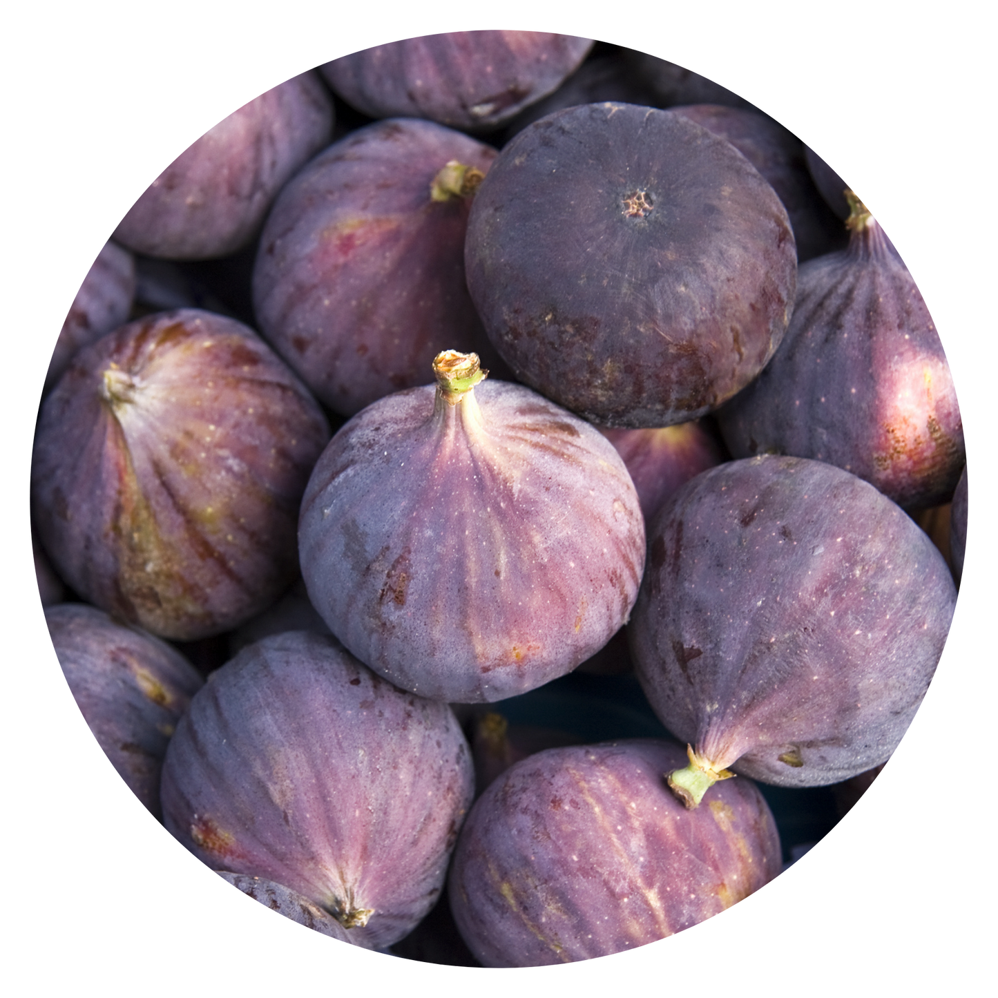 Fig