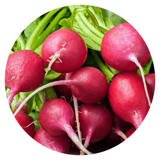 Radish