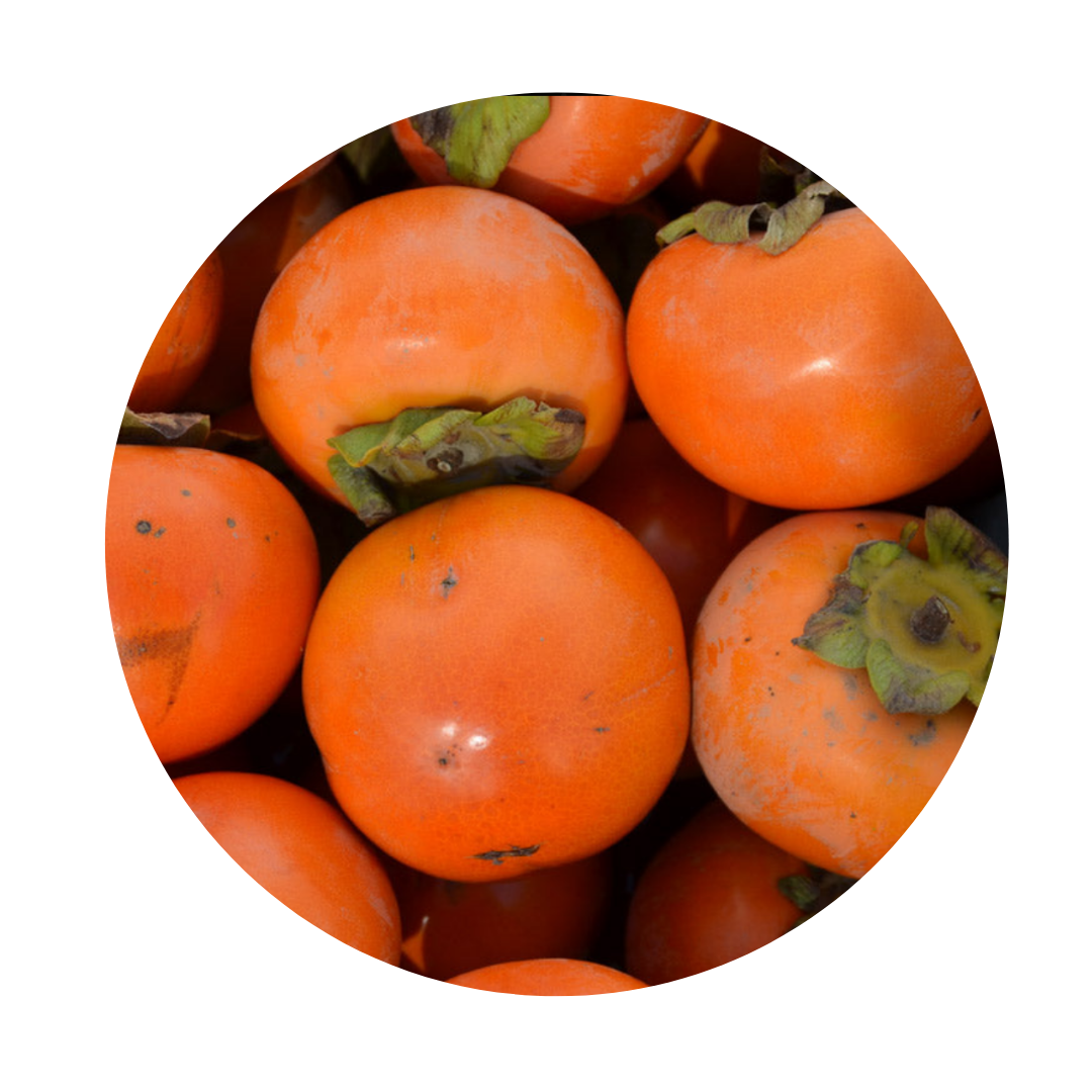 Persimmon