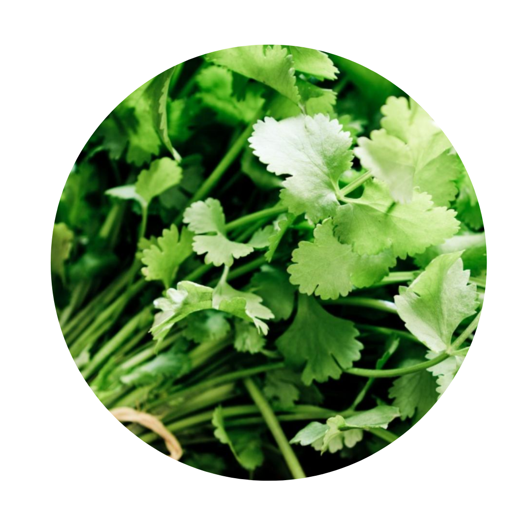 Cilantro