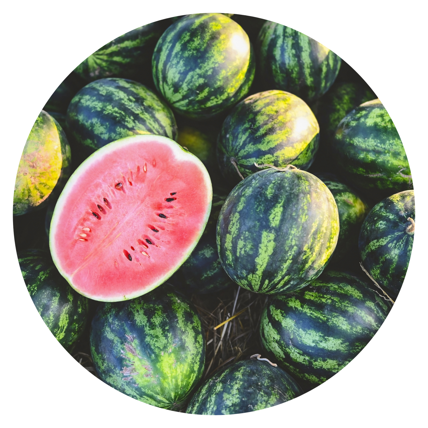 Watermelon